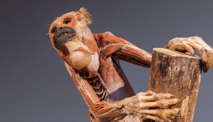 Exposição “Moradores da Floresta” apresentará em municípios do Espírito Santo e terá formação para professores