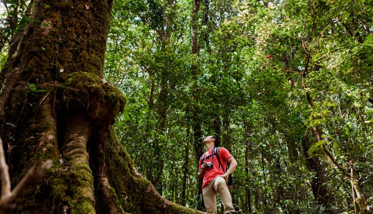 Homem observando árvore gigante no meio de uma floresta
